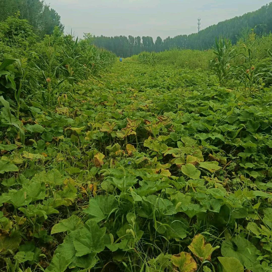 黑妞