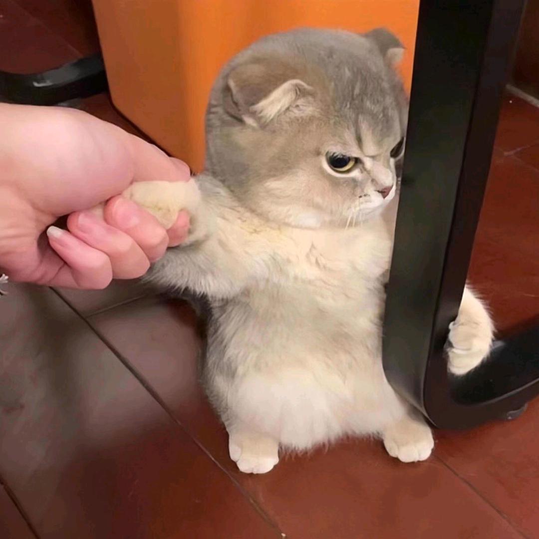 憨憨本憨
