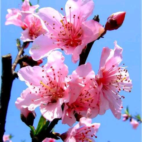 平安健康是福。