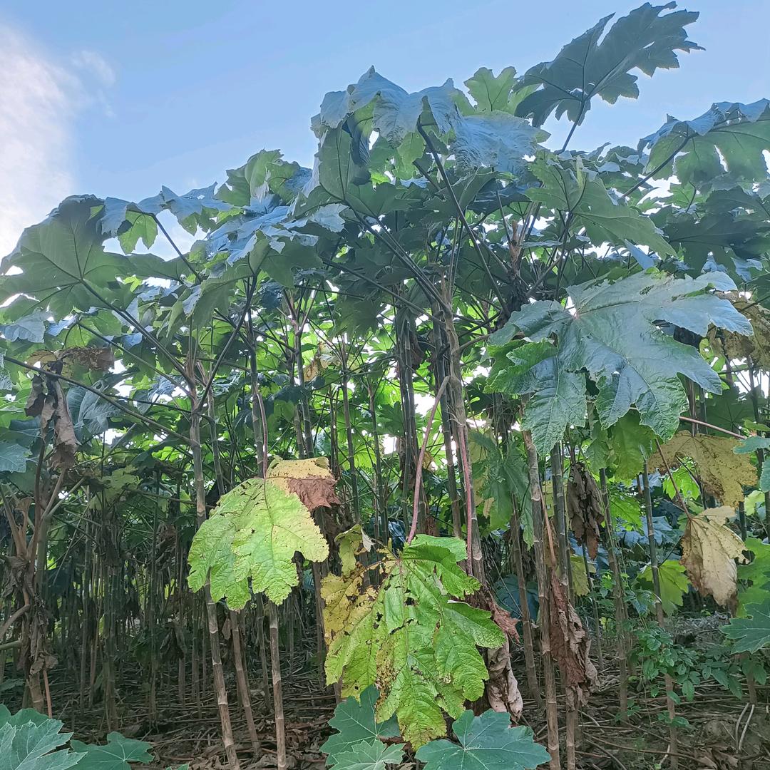通草种植记录(小路路)