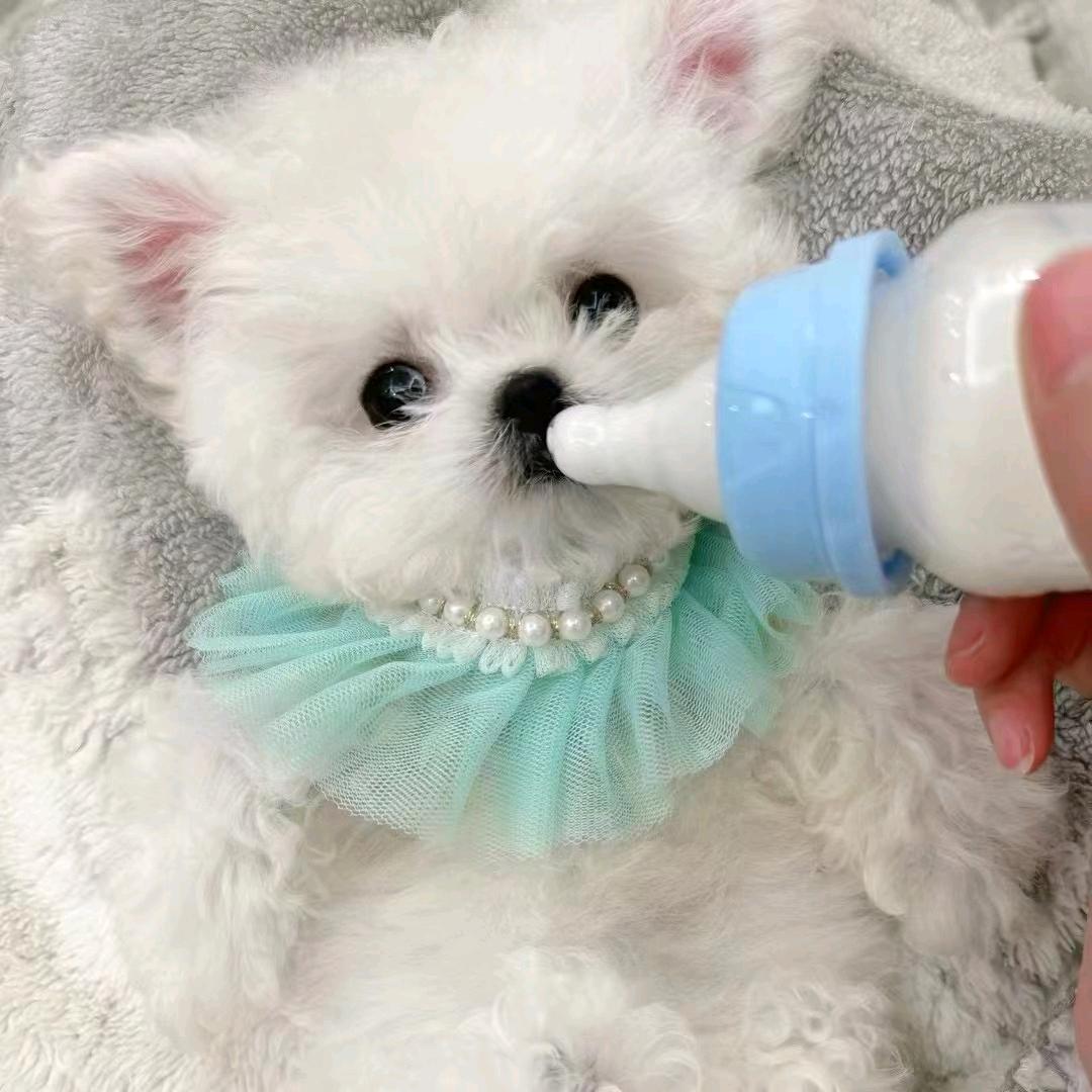 豆丁萌宠。