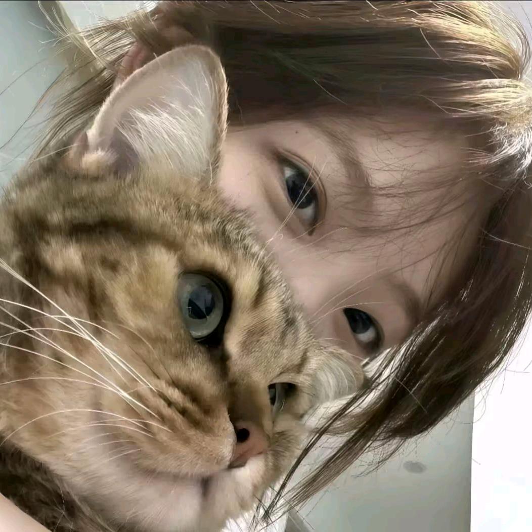 流浪小猫