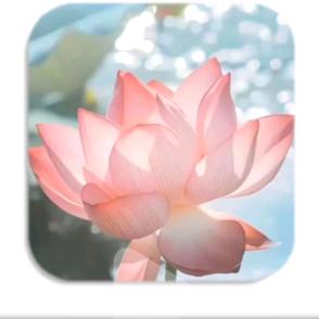 花开富贵🌸