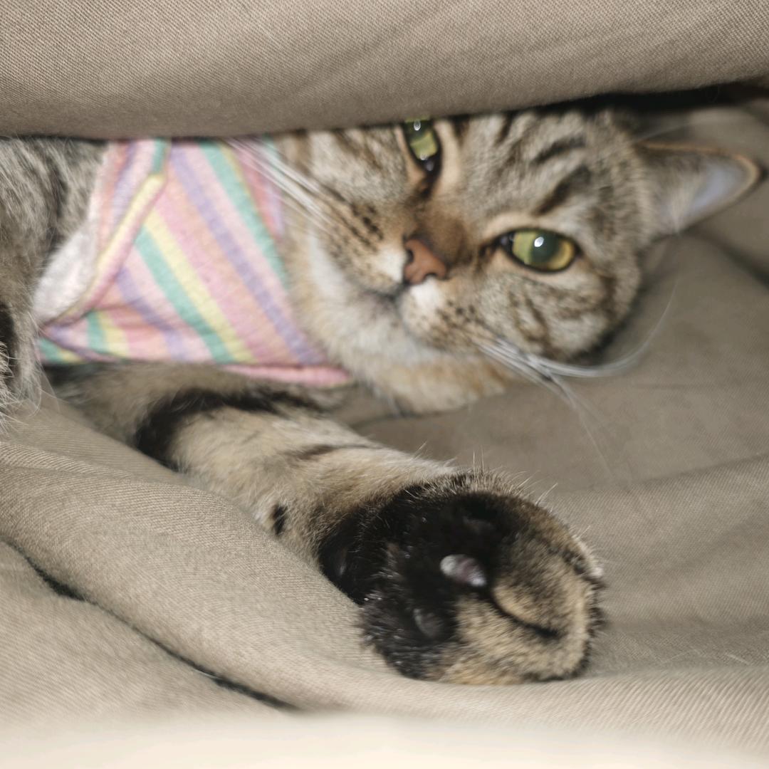 海边的曼彻斯特