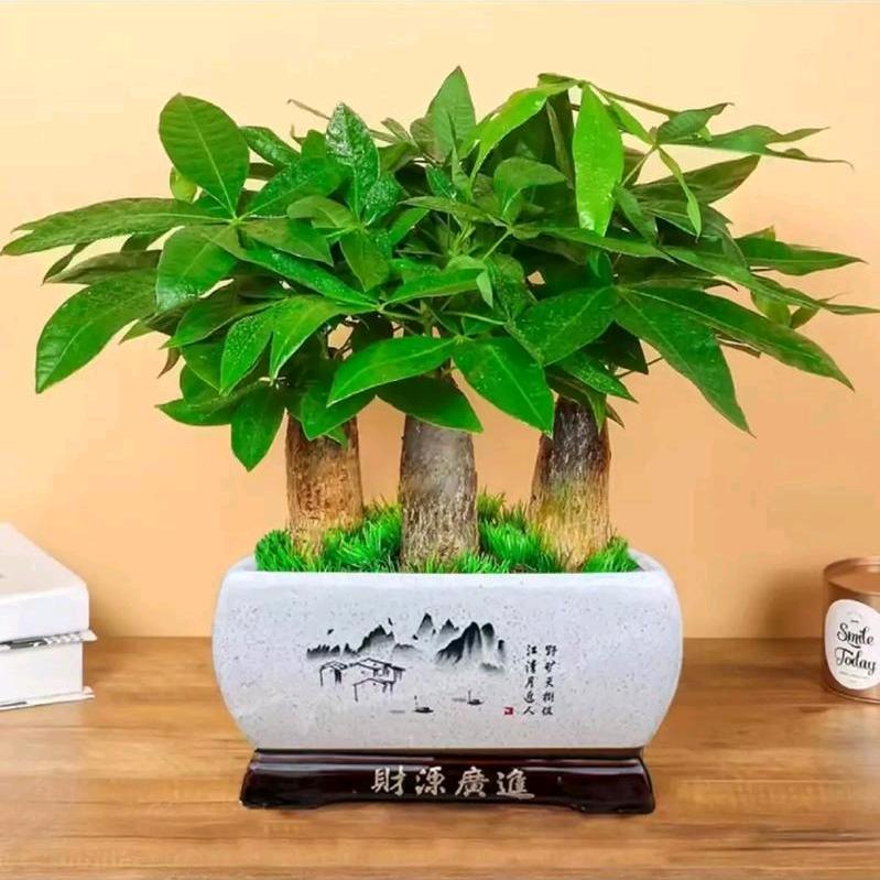发财树