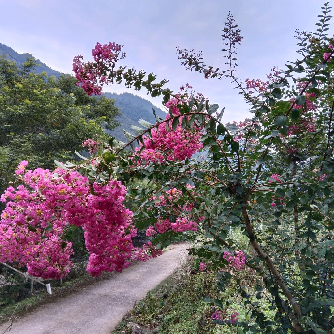 用户9790397804771花开富贵