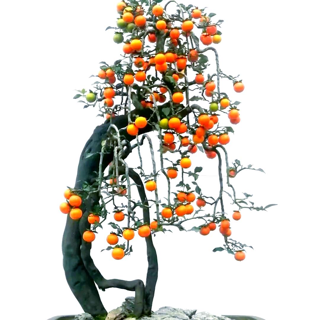 亿家盆景（金弹子）