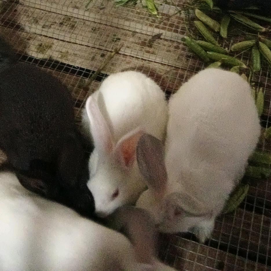 新手散养兔