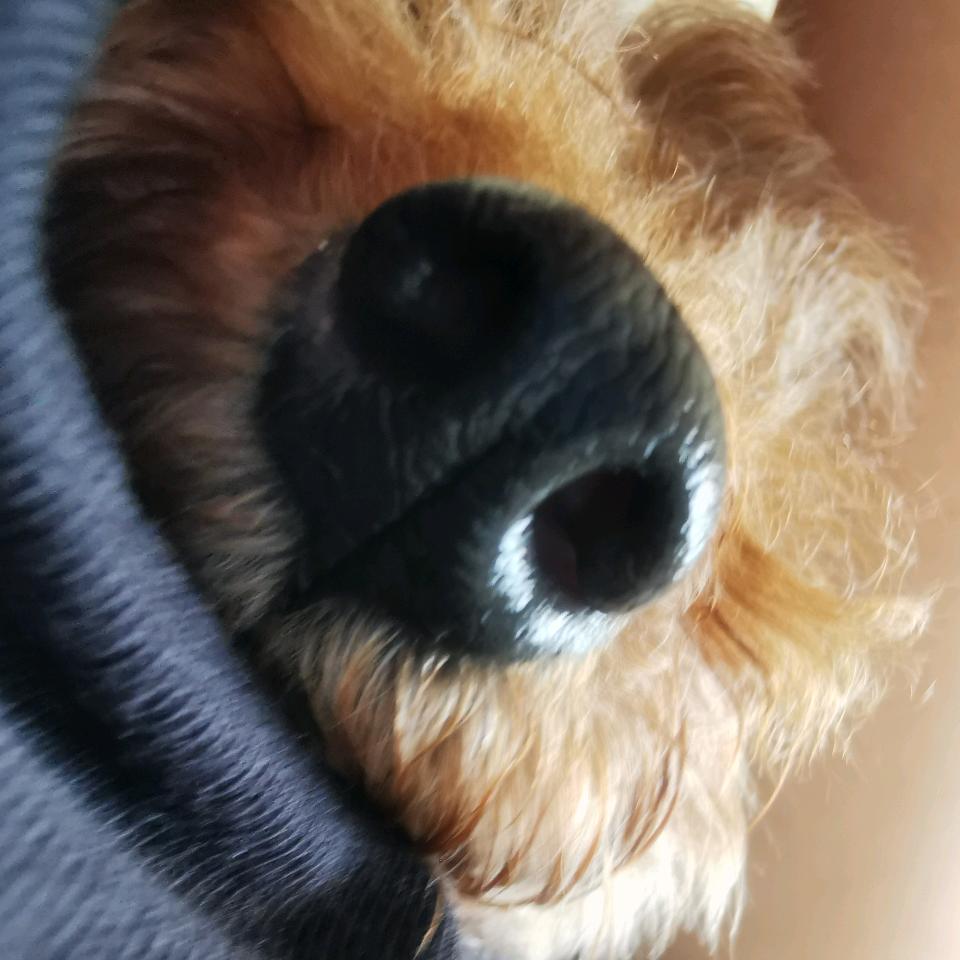zz.