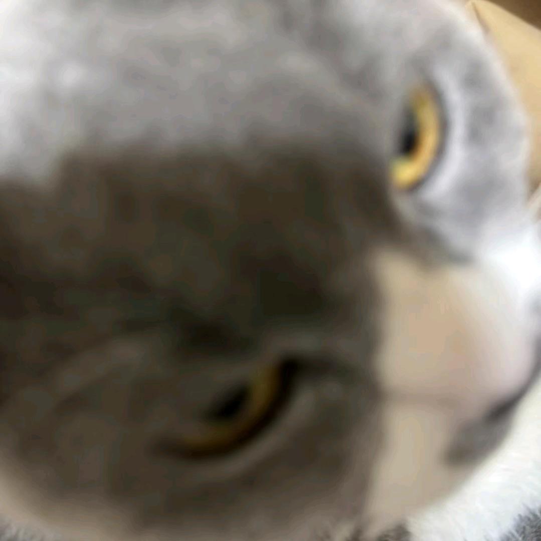 哦哦