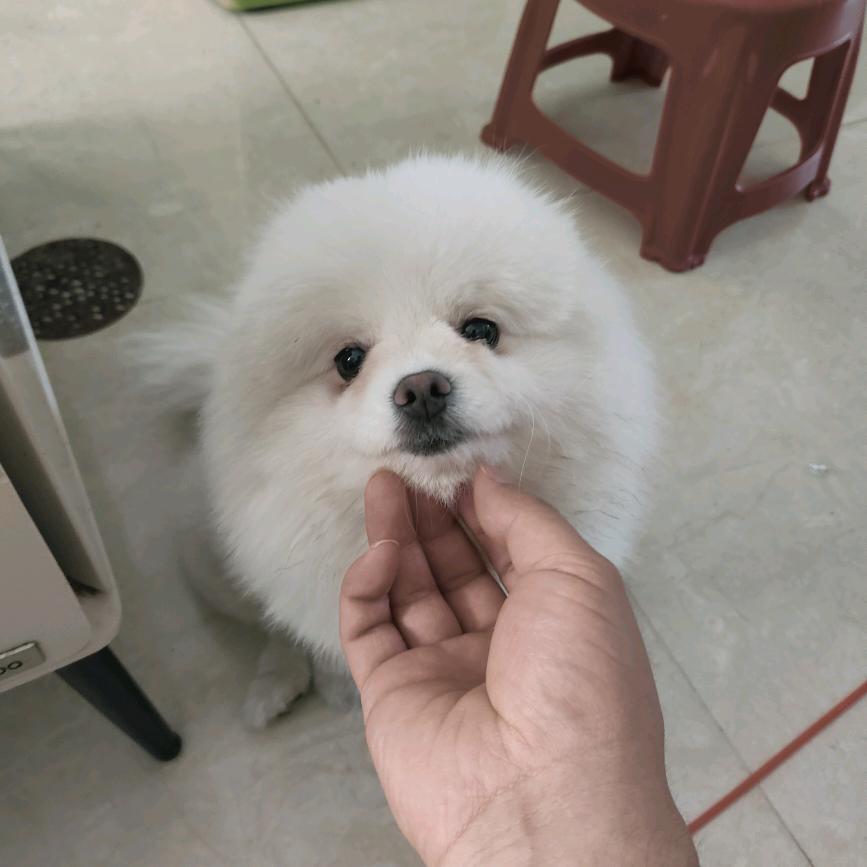 苯海拉明