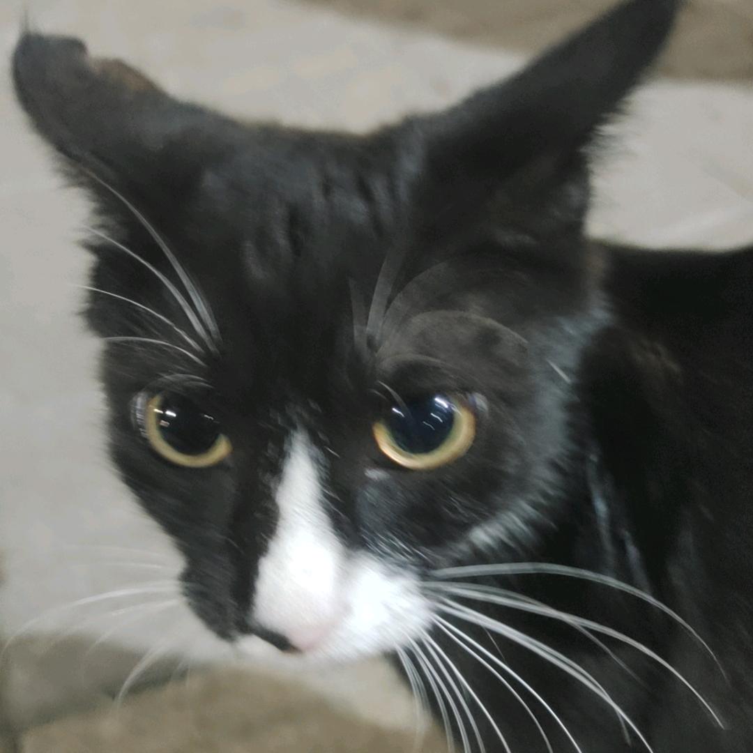 可爱小猫咪