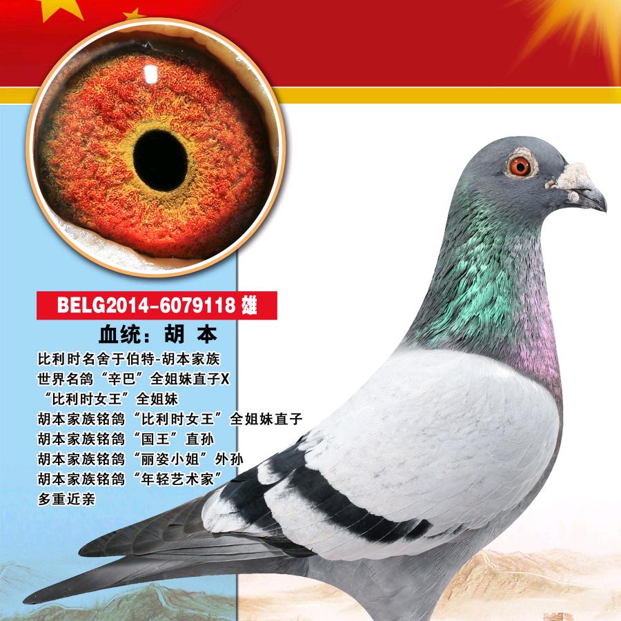 🕊山西鸿宇鸽舍🕊