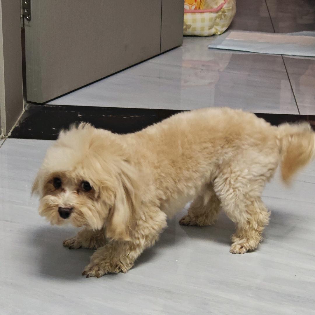 阿斯兰。
