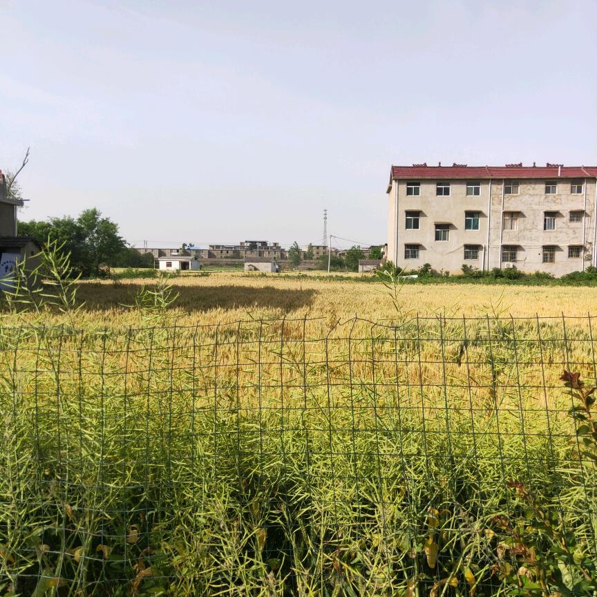 小清新2000