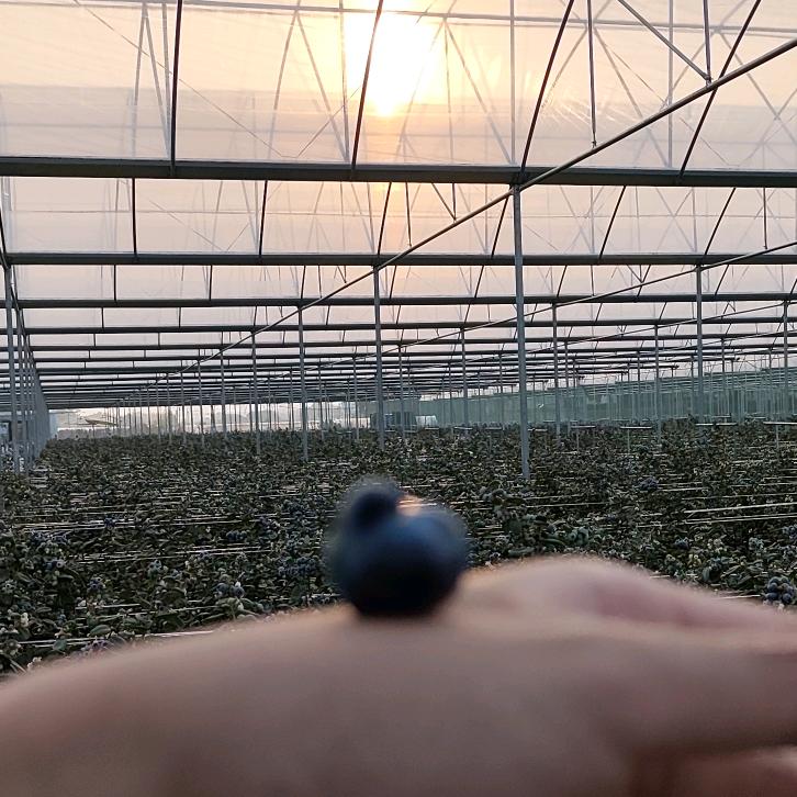 落花生🥜（黑皮版）