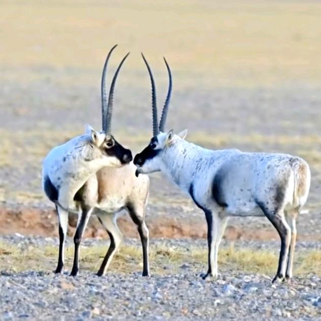 羌塘嘎玛一一一一🙏