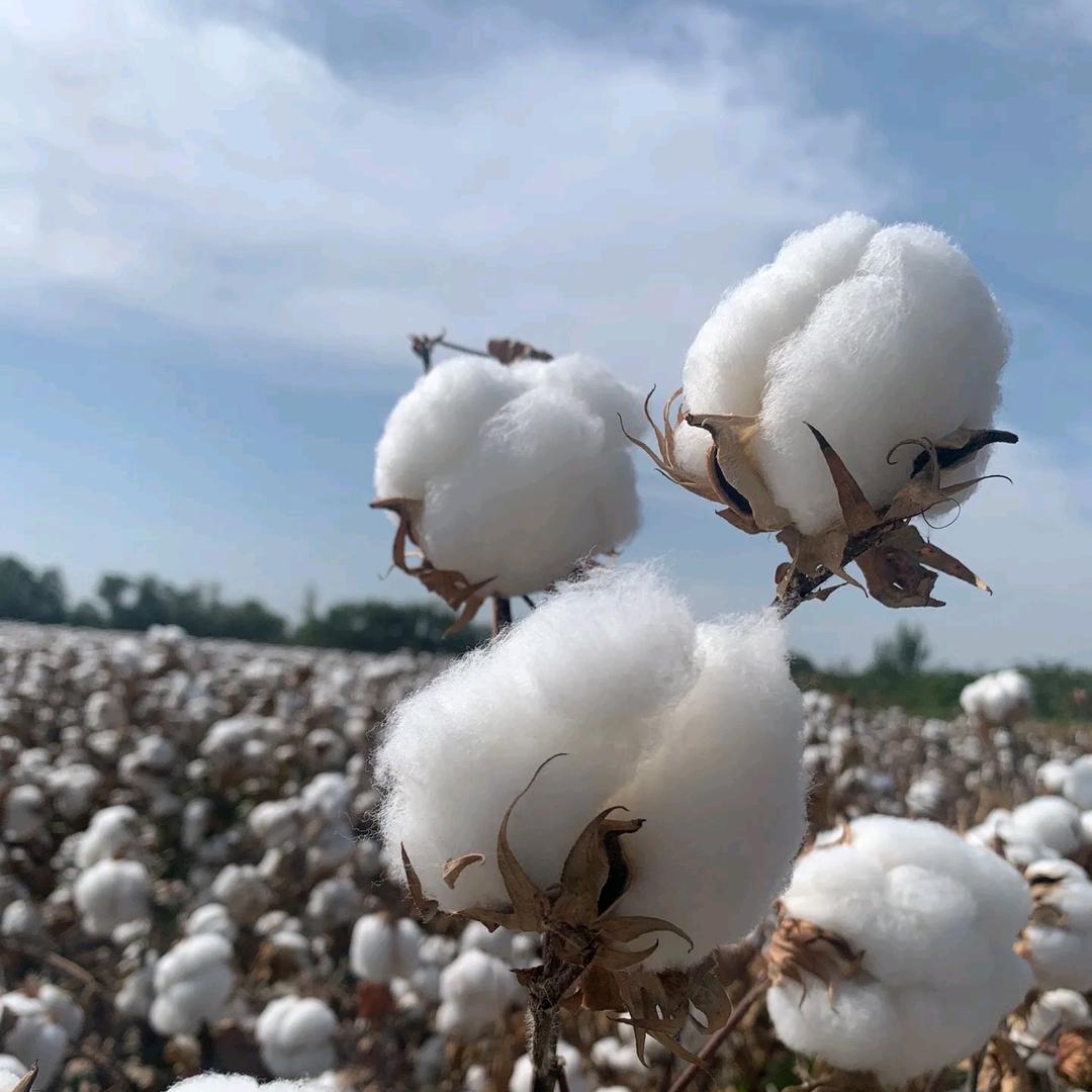 百晨成博嘉雯优选百货