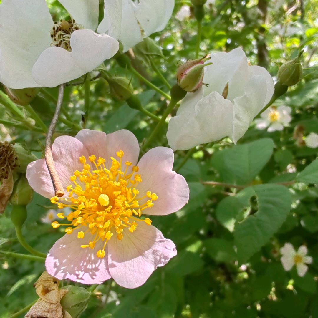 鲍正同学