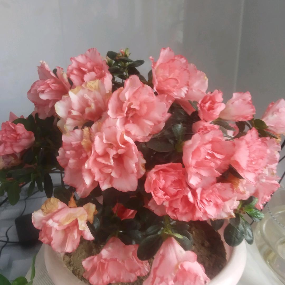 爱吃凉拌莲藕的石东海头像