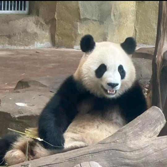 🐼︋︋︋︋︋︋︋︋︋︋︋︋