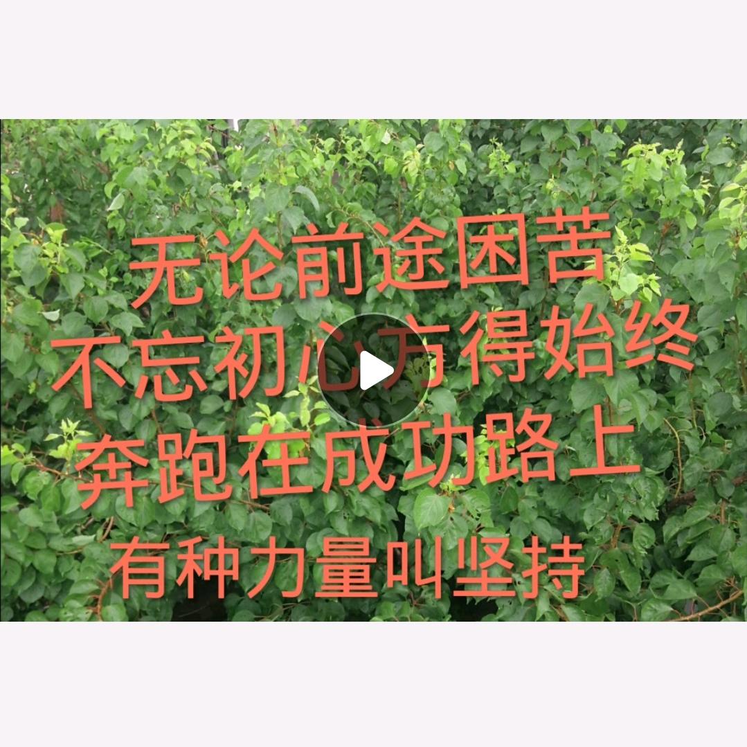 亭亭