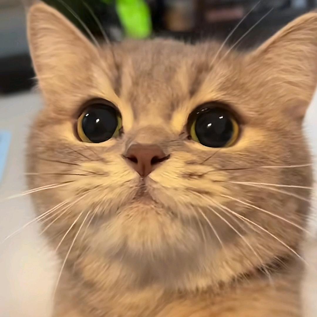 小六小七