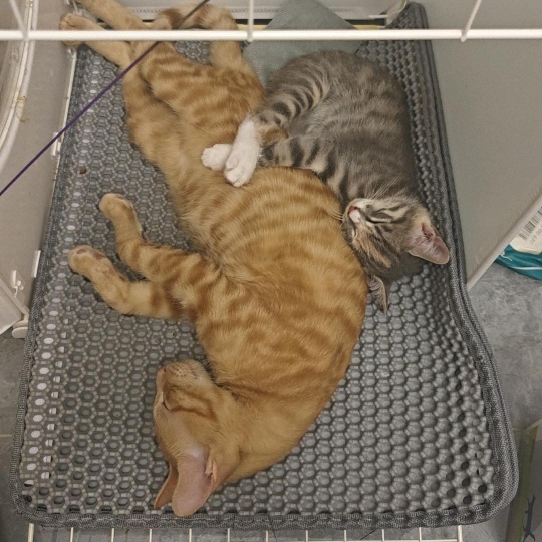 调皮蛋的拆家日常