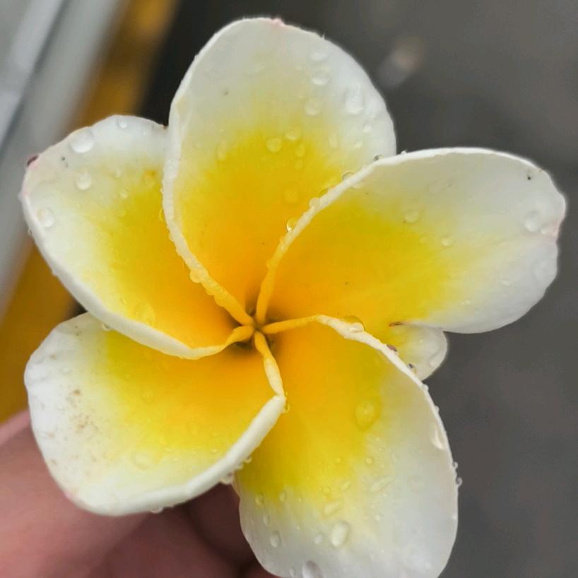 爱吃蔬菜