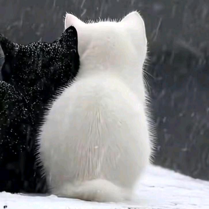 ¹杯冰⁸⁵半糖