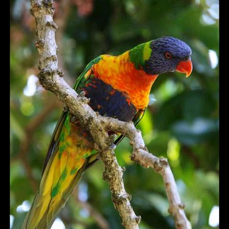 陈小哥的鹦鹉（古街店）