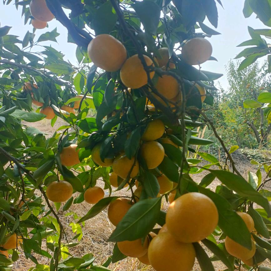 夏天的夏