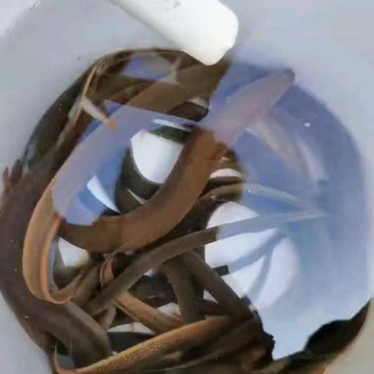 逮鱼摸虾