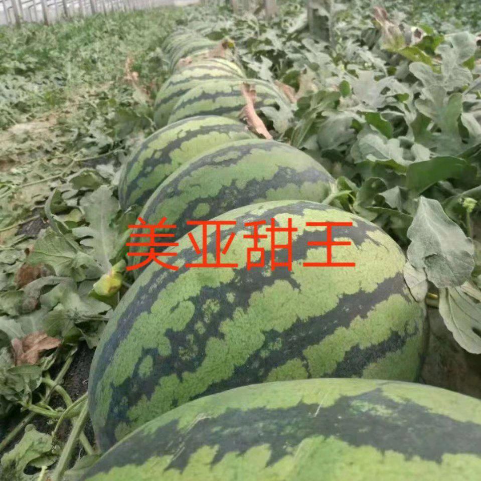 美亚甜王139646465652