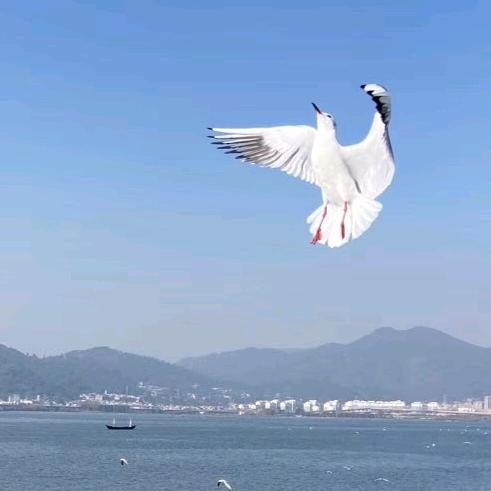 明悦莲莲