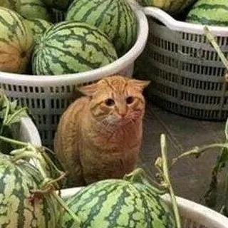 吐司边杀手