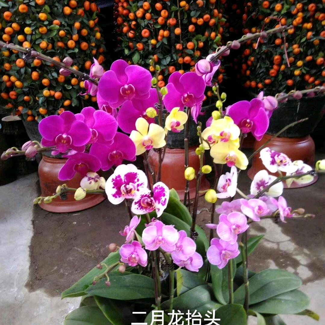 万事如意