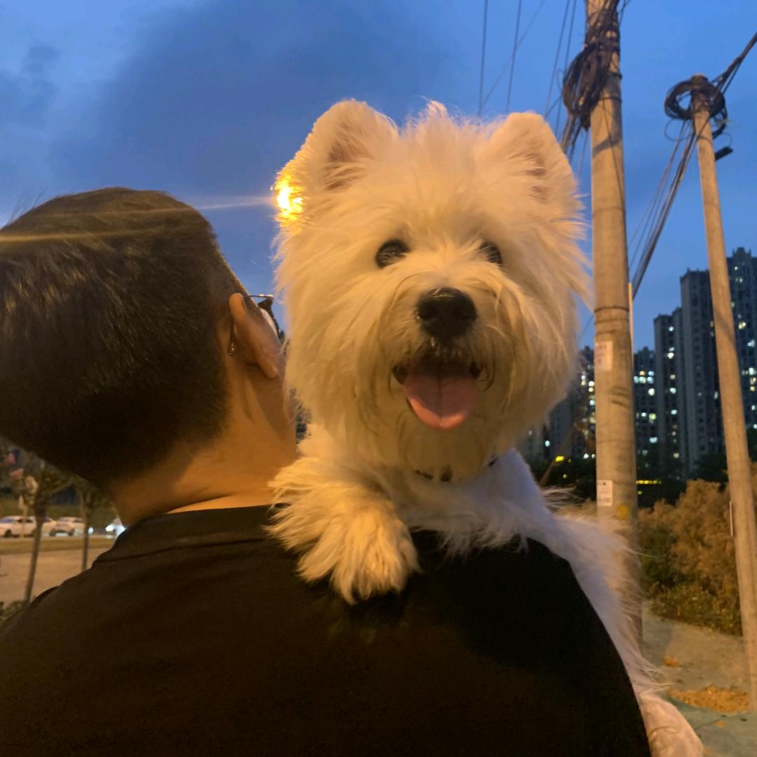 毛毛梗犬屋