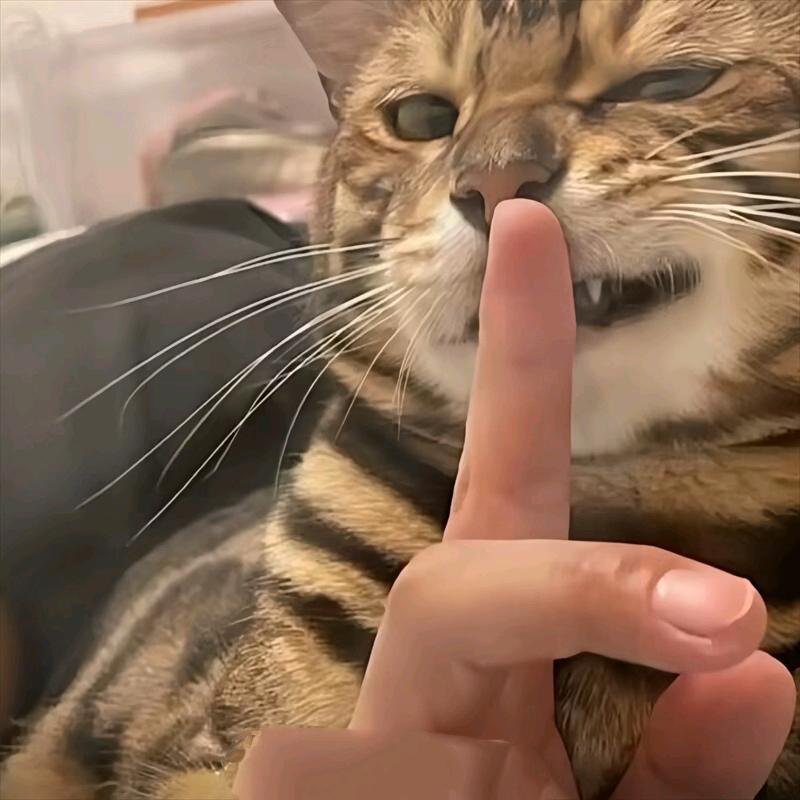 拿铁的肘子