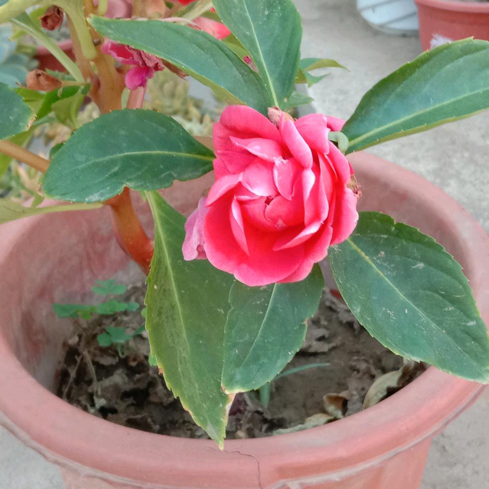 老宋 快乐每一天