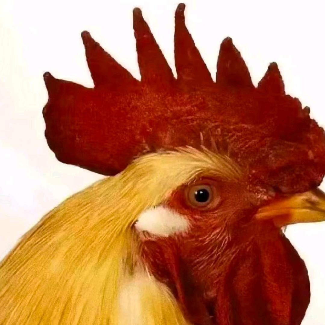 离宇亭