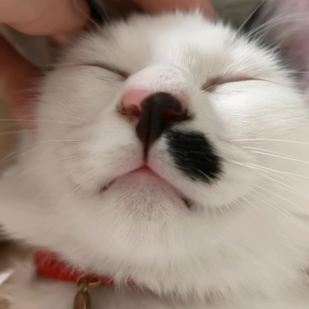 三重喵叽