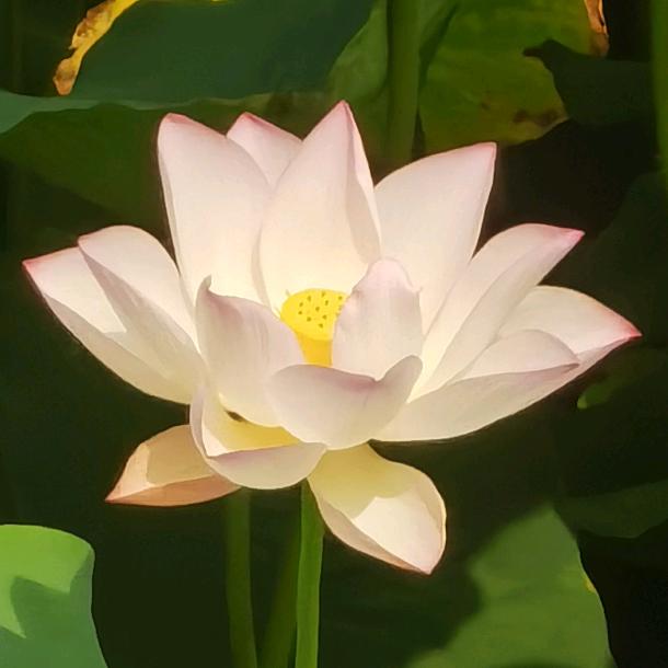 金省洋帆