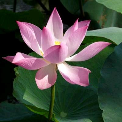 花开富贵.