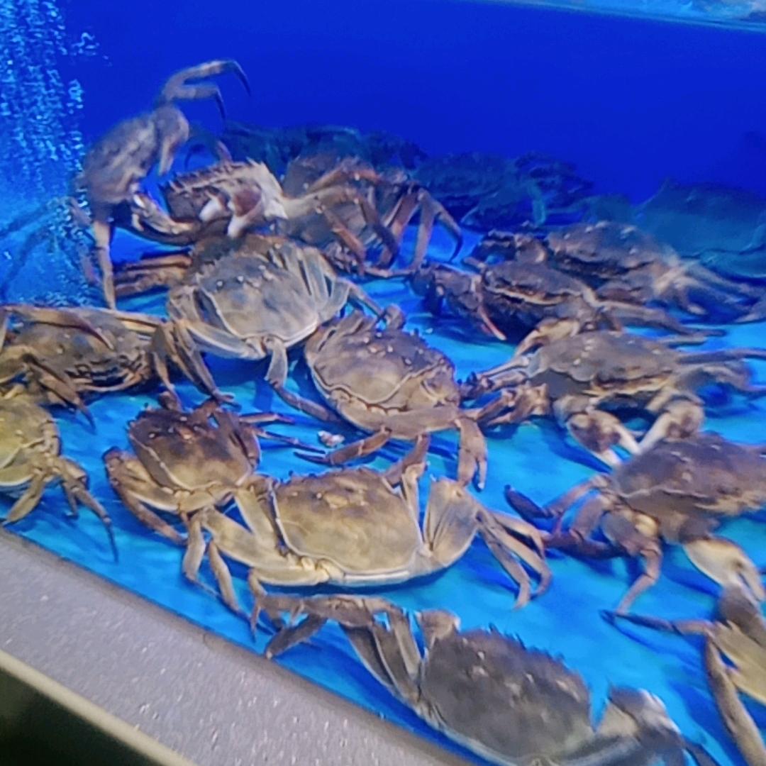 长葛市新大新蔡记鲜活水产