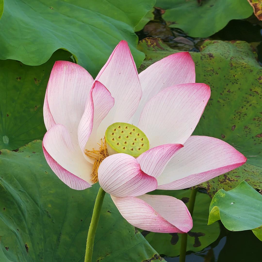 心静如水1
