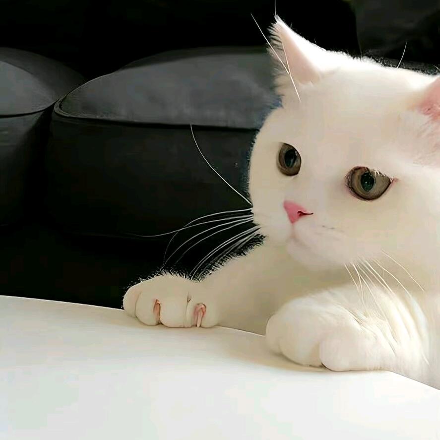 肥猫不知肥头像