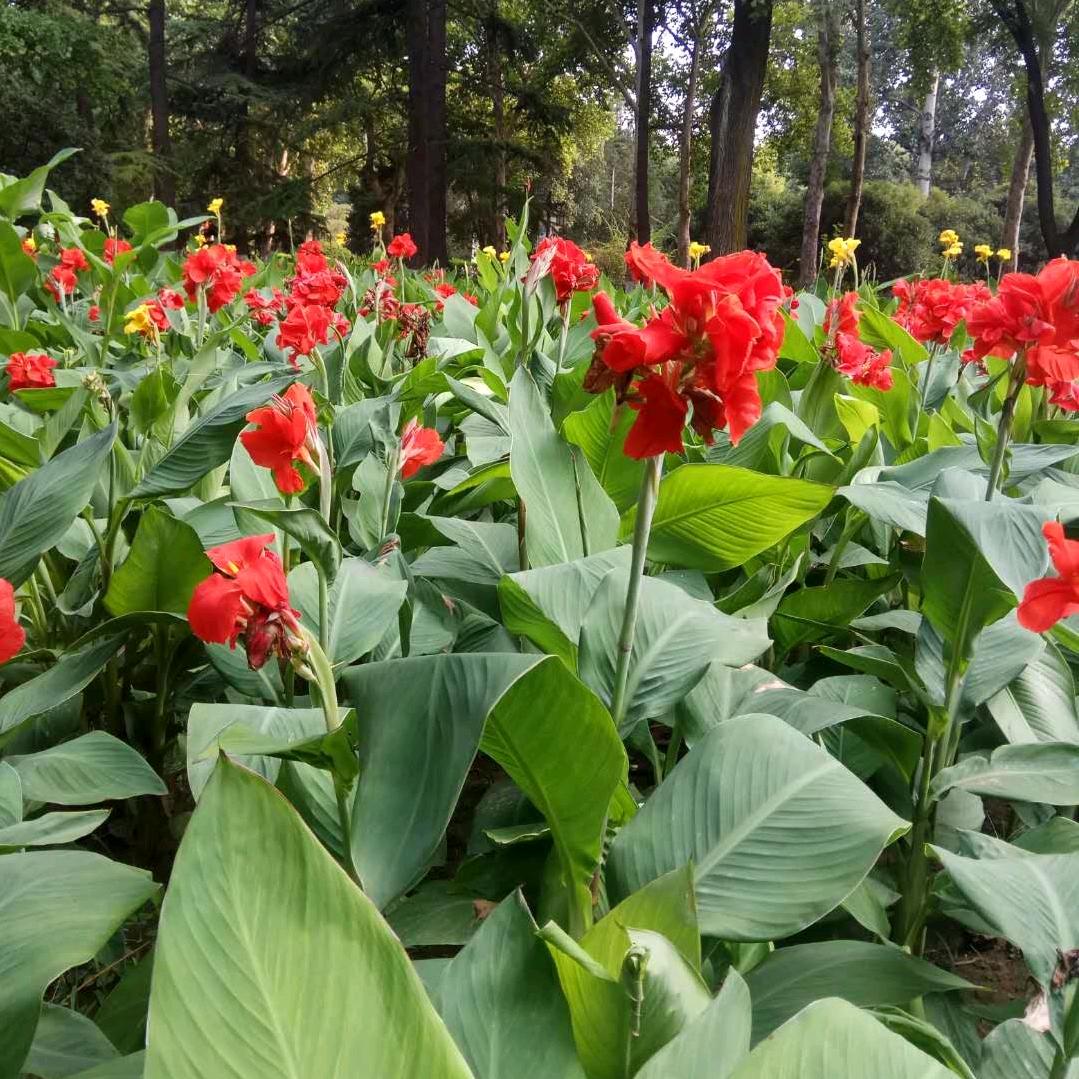 幸福