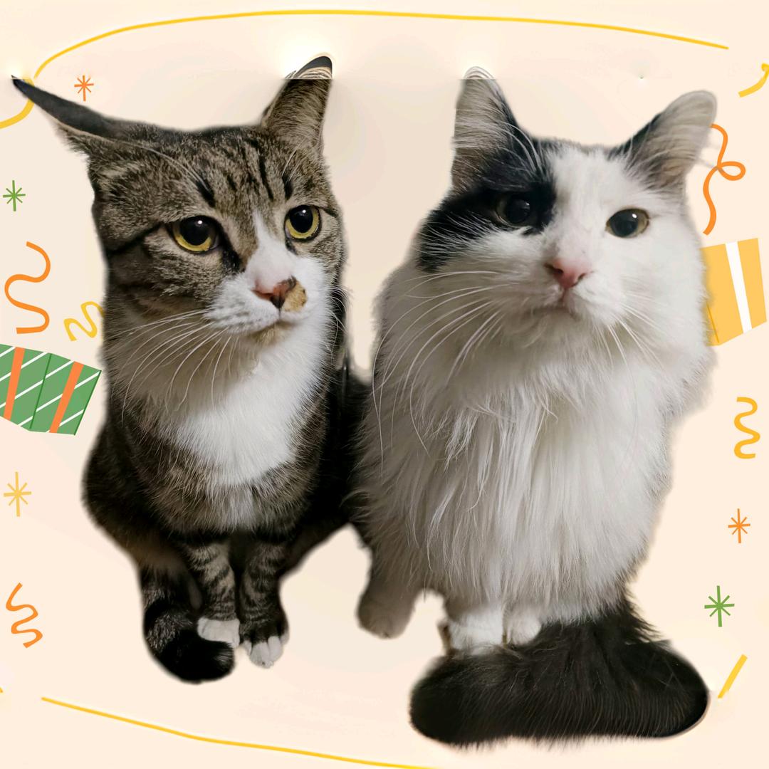 燕子我不能没有你燕子