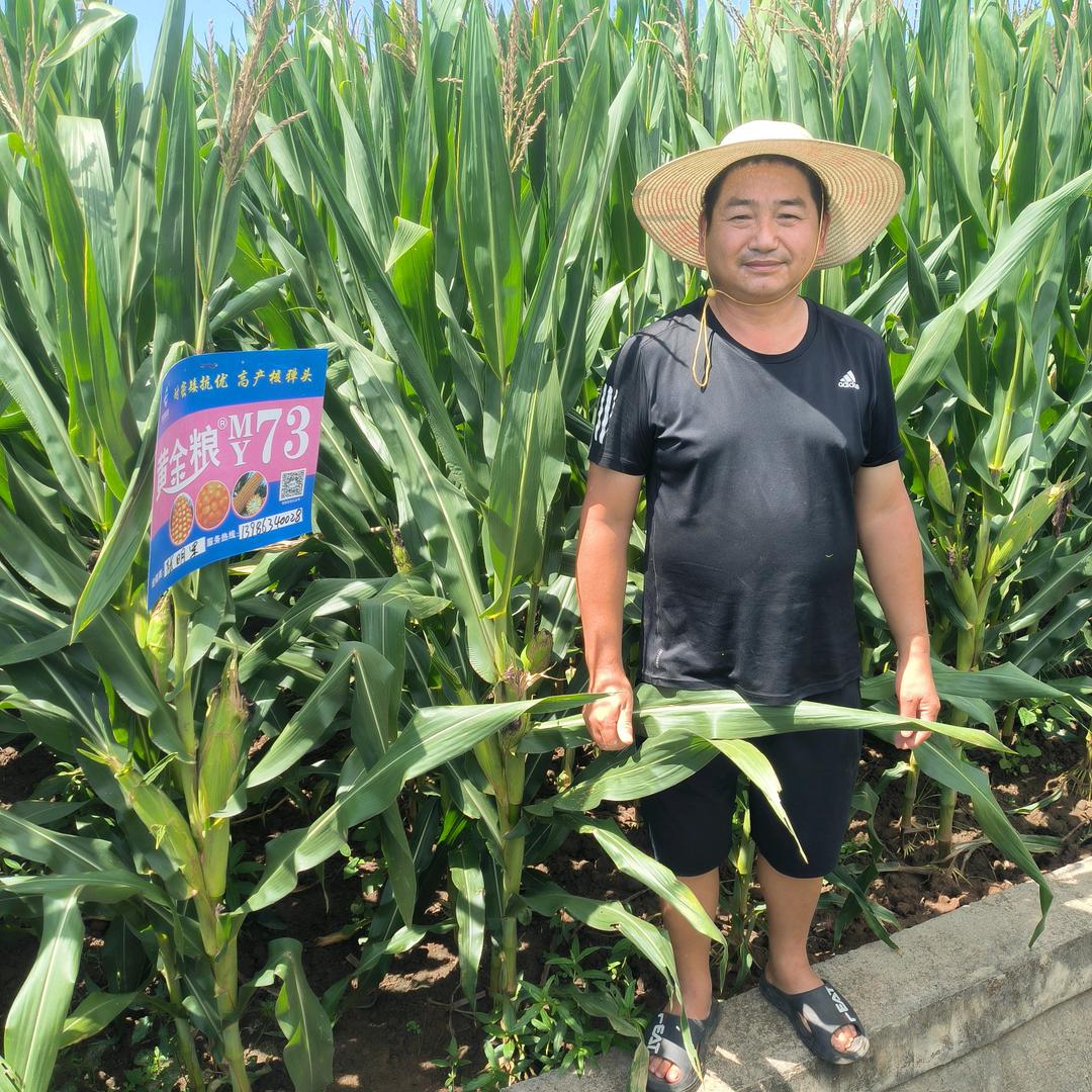 安集张明军粮贸农资